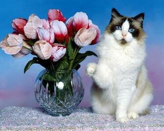 Cats Wallpaper