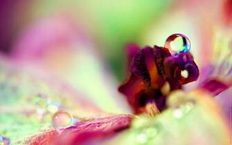 Macro Water Drops On Flower Widescreen Wallpaper Wide Net