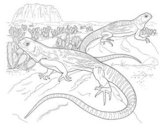 Iguana Printable Adult Coloring S Wallpaper HD Muscle Car