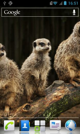 Meerkats HD Live Wallpaper Screenshot