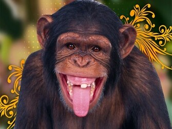 Wallpaper Monkey HD