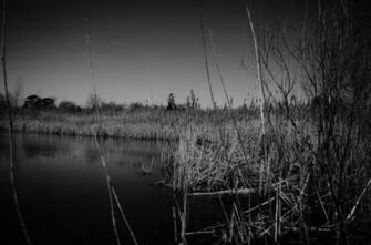 Dark Swamp Desktop Wallpaper