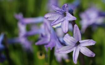 Hyacinth Wallpaper