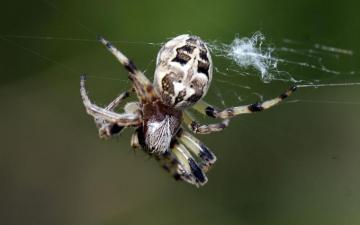 Spider Computer Wallpaper Desktop Background Id