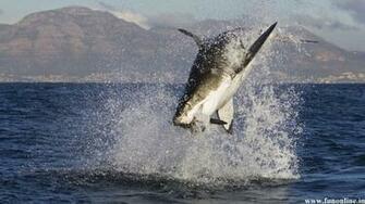 Shark Wallpaper Deadly White Sharks HD