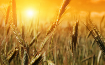 Wheat Field Wallpaper