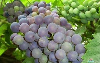 Grapes Wallpaper Photos Image Gallery