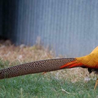 Golden Pheasant HD Wallpaper Choice