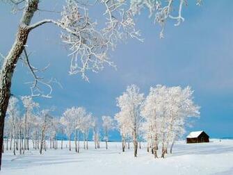 Winter Wonderland Dreamy Snow Scene Wallpaper No Desktop