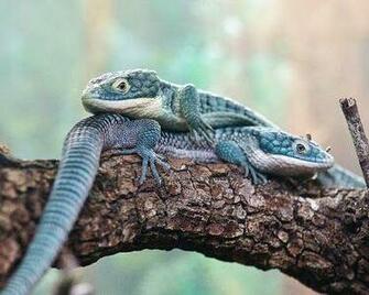 Best Reptiles Amphibians Turtles Tortoises Image