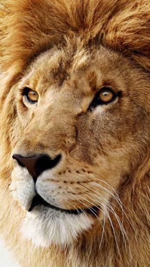 Awesome Wallpaper For Samsung Galaxy S5 Beauty Beautiful