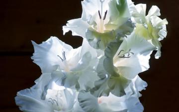 Gladiolus HD Wallpaper And Background