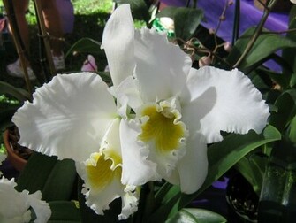 Beautiful White Orchid Wallpaper
