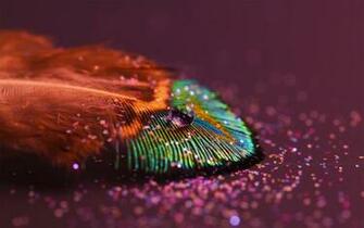 Beautiful Bird Feather Desktop Wallpaper