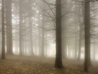 Misty Woodland Nature Wallpaper Featuring Trees And Forests