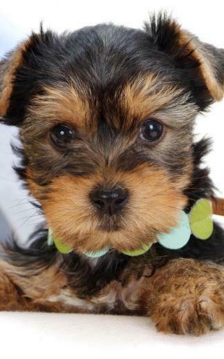 Puppies Live Wallpaper Android Apps On Google Play