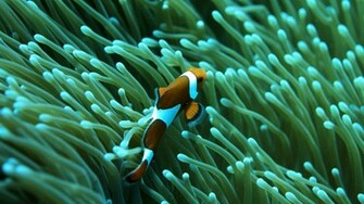 Wonderful Clownfish In Aquarium Photo Picture HD