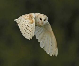 Not A Morning Owl Wallpaper Wide HD