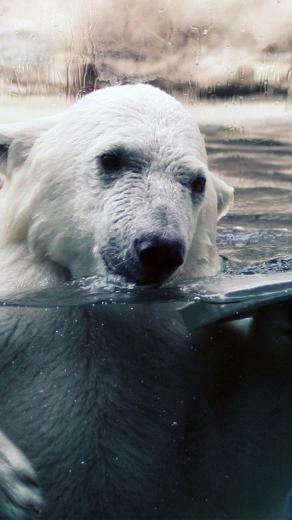 Polar Bear Ice Water iPhone Wallpaper
