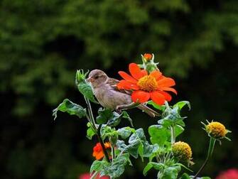 Daily Photo Stream Bird And Flower