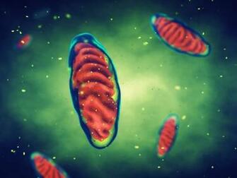 Case Links Mutation In Nuclear Gene With Mitochondrial Diseases