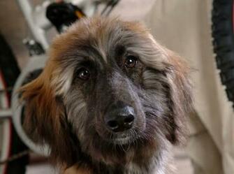 Cute Afghan Hound Is Looking At You Photo And Wallpaper Beautiful