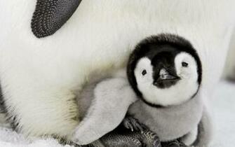 Wonderful Baby Penguin Wallpaper Wallpaper55 Best