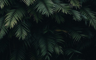 Leaf Wallpaper On