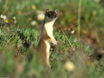 HD Wallpaper Stoat