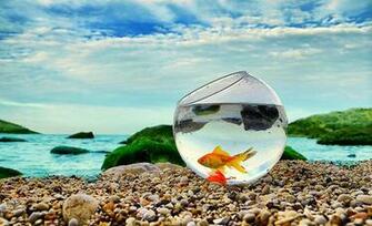 Animals Fishes Colorful Fish HD Wallpaper Bestepics