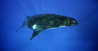Humpback Whale Wallpaper