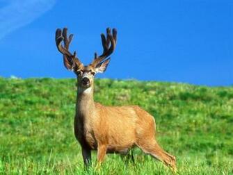 Wallpaper Deer For Computer Pictures Desktop