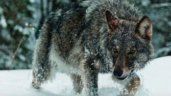 Wolf In The Snow Wallpaper Animal