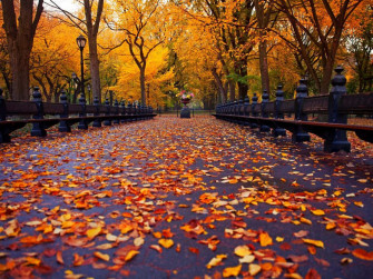 X Autumn In Central Park Wallpaper