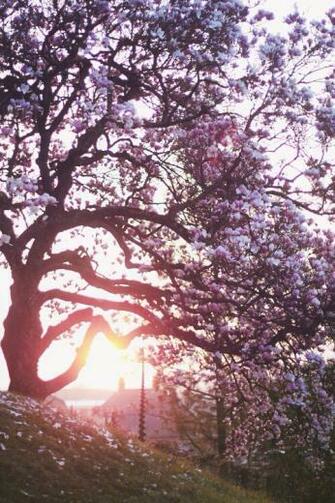 Background Beautiful Cherry Blossom Cute Flower iPhone Japanese