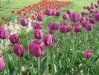 Tulips Screensaver Screensavers