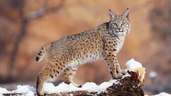 Bobcat Wallpaper