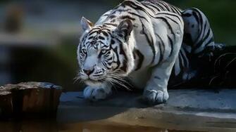 White Tiger Wallpaper Image Photos Pictures Background