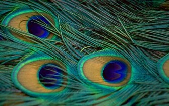 Peacock Feather Wallpaper More HD