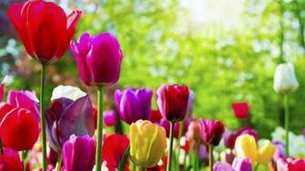 Tags Flower Image Wallpaper Red Roses