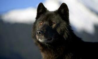 Cool Animals Dog Desktop Image HD