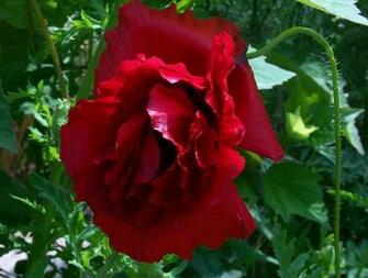Red Poppy Wallpaper