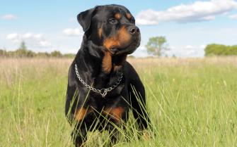 Rottweiler Wallpaper Top Background