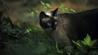 Siamese Cat Wallpaper iPhone Screen