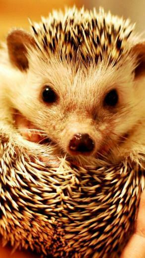 Cute Hedgehog Pictures Wallpaper