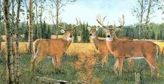 Buck And Doe Wallpaper Border Inc