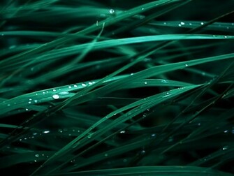 Os X Leopard Grass Wallpaper HD