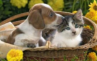 Puppy And Kitten Puppies Uploaded Silvery