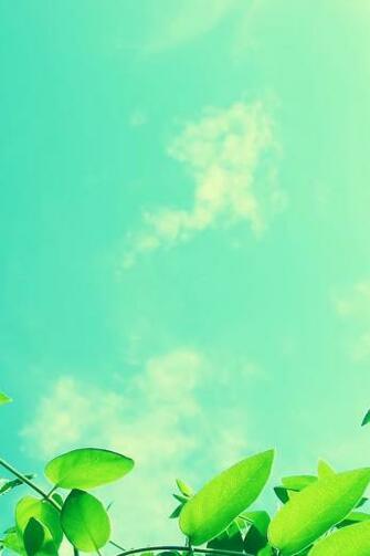 Blue Sky And Green Leaves iPhone Wallpaper Ipod Touch