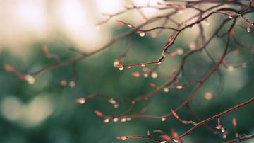Nature Rain Wallpaper HD